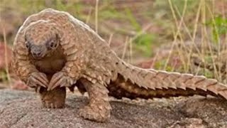 PANGOLIN  PHOLIDOTA ANIMALS TRANSLATED TO ENGLISH AND URDO [upl. by Ecnadnac72]