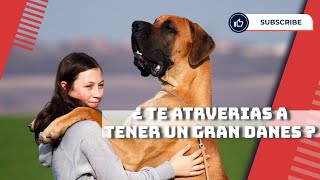 Gran Danés ¡Conoce al Perro Más Grande del Mundo que No Sabe su Tamaño [upl. by Nivla556]