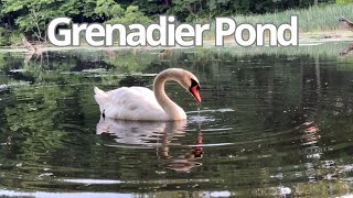 Find Peaceful Serenity At Grenadier Pond With Beautiful Swan [upl. by Gregg]