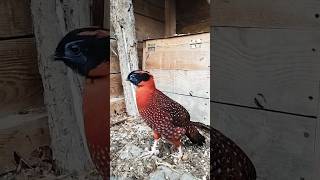 Bażant tragopan tyminek samiec birds aviary animals pheasant temminckii [upl. by Ula220]