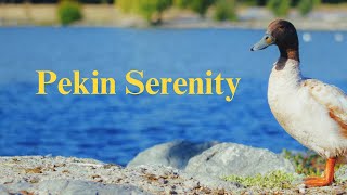 Pekin Serenity  Short Film [upl. by Anits]