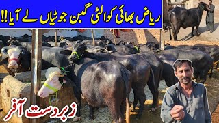 Riaz Cattle Farm Sheikhupura VIP MALL  GABBAN JHOTIYAN Farming Business  Nili Ravi Milking Buffalo [upl. by Raimundo773]