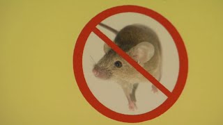 Rat problem has many West Hartford homeowners fed up [upl. by Bringhurst833]