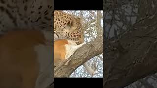 Leopard attacks dog from behind animalworld fantasticbeasts [upl. by Estes]