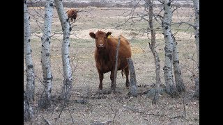 Diferencias de Ganado en las Razas Angus y Brangus  TvAgro por Juan Gonzalo Angel [upl. by Llerdnod]