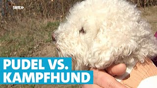 Pudel kämpft gegen Kampfhund um Kinder zu retten  SWR  Landesschau RheinlandPfalz [upl. by Bertram]