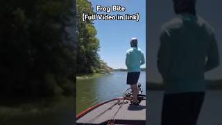 Ribbit Ribbit frogfishing fishing bassfishing alabama laketuscaloosa [upl. by Weisler]