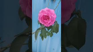 Beautiful ROSE blossomflowers rosegarden roséblackpink rose lovers love nature [upl. by Emmeram]