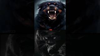 TIBETAN MASTIFF VS TURKISH KANGALLIONPANTHERROTTWEILERMOST AGGRESSIVE [upl. by Docilu]