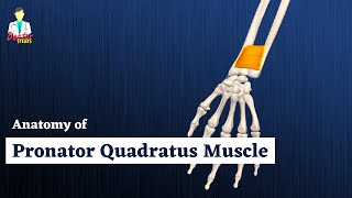 Pronator Quadratus Muscle Anatomy  Deep Muscle of Anterior Forearm  Doctor Speaks [upl. by Mariska]