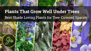 Plants That Grow Well Under Trees  8 Best Shade Loving Plants for TreeCovered Spaces [upl. by Savinirs]