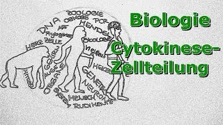 Cytokinese  Zellteilung [upl. by Aenel]