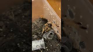 Green Bottle Blue Sling Feeding Dubia GBB tarantula [upl. by Fia415]