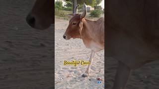 Beautiful cowsshorts ytshorts cow [upl. by Conner]