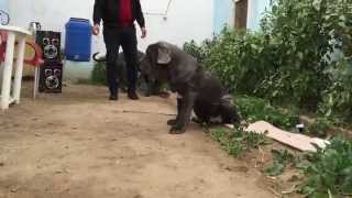 Neapolitan Mastiff male amp female imported for sale [upl. by Sollows]