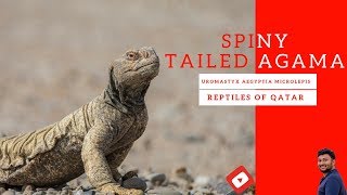 Reptiles of Qatar  SpinyTailed Agama [upl. by Christianna581]