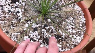 Drosophyllum lusitanicum Soil in Cultivation [upl. by Junieta]