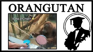 The Pointing Orangutan Is Funny [upl. by Hgielram]