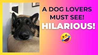 The TRUTH REVEALED A German Shepherd’s HILARIOUS Comedy Roast 😂 [upl. by Nelehyram]