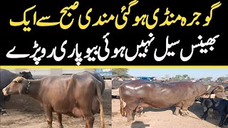 Today Gojra Maweshi Mandi  Buffalo Fresh Rates Update  Buffalo Mandi [upl. by Odarnoc697]