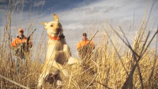 2013 Pheasant Hunting in South Dakota [upl. by Ninnetta353]