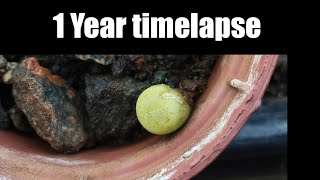 Lithops bromfieldii var sulphurea C362 1 year timelapse [upl. by Amerd]