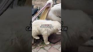 Pelicans Will Try To Eat Anything [upl. by Anerb]