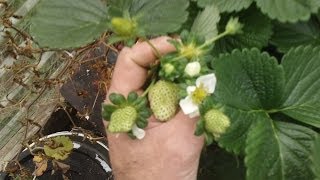 Growing Winter Strawberries in Hydroponics Part 3 [upl. by Ori543]