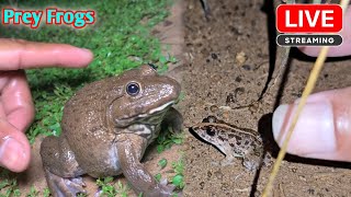 Catching big and small froggy [upl. by Riedel952]