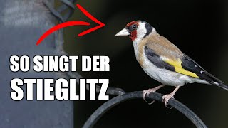 Stieglitz  Vogelstimmen lernen [upl. by Tebasile91]