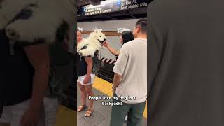 People React to my Samoyed in his BackPack [upl. by Mctyre]