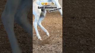 🤣😅 Wer noch nicht abonniert hat jetzt unbedingt nachholen ❤️🐴☀️ pferd horse pferde fohlen [upl. by Hayne]