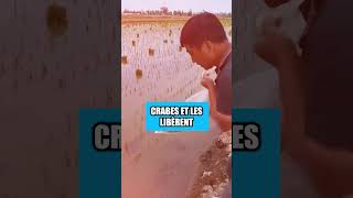 Les Chinois Utilisent des Crabes pour Cultiver du Riz [upl. by Bailey]