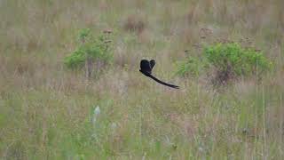 Longtailed Widowbird Euplectes progne courtship display  Giant Castle South Africa 14112022 [upl. by Gnoy]