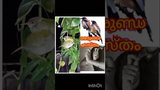 23 ഭേരുണ്ഡ ഹസ്തം  berunda hastham barathanatyam mudra [upl. by Zusman]