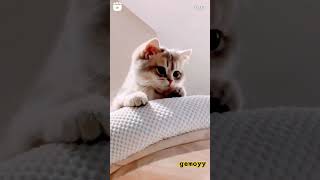 kucing gemoyyy shortvideo cat kucinglucu fyp [upl. by Alliw]