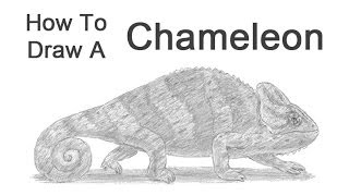 How to Draw a Chameleon [upl. by Idid]