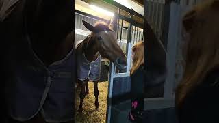 Sky❤️ horse horseridingschool equestrian horsetraining [upl. by Marysa]