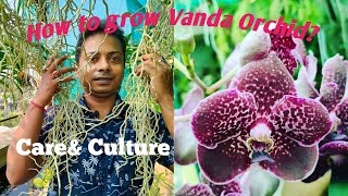 How to grow Vanda Orchid ।Vanda Care amp Culture।SandipOrchid orchidvandacare।Begginers Guide । [upl. by Atteuqahs]