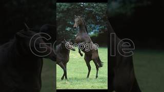 Google vs Pinterest thoroughbred edition horse [upl. by Daniela]