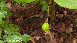 Podophyllum peltatum mayapple [upl. by Ahsienat]