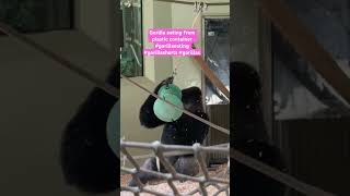 Gorilla eating from plastic container gorillaeating gorillashorts gorilla animal shortsvideo [upl. by Caravette]