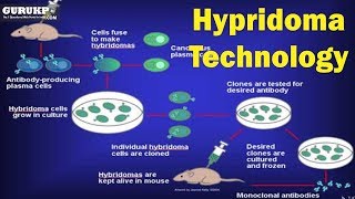 Hybridoma technologyBSc Biotech [upl. by Belshin706]