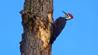 Pileated Woodpecker Drumming [upl. by Kirst]