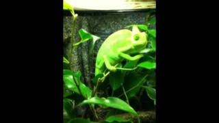 Veiled chameleon tank [upl. by Engapmahc345]