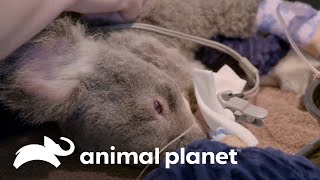 Tomando la difícil decisión de la eutanasia para un koala enfermo  Los Irwin  Animal Planet [upl. by Eirollam]