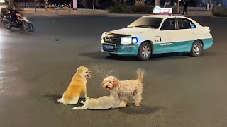 Loyal dog friends blocking the road to protect the dog fighting for its life in a desperate moments [upl. by Eadie22]