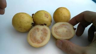 Picking Ripening and Eating Guava or Guayaba  Exotic Fruit [upl. by Atinrahs86]