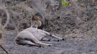 Mashatu Game Reserve  Male lion killing eland [upl. by Hussey550]