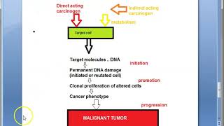 Pathology 190 b Chemical Carcinogenesis Mechanism Neoplasm [upl. by Adnawot731]